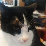Photo de chat perdu à Lausanne