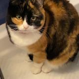 Photo de chat perdu à Noisy Le Roi