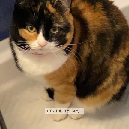 Photo 1/1 Chat retrouvé Perdu à Noisy le roi