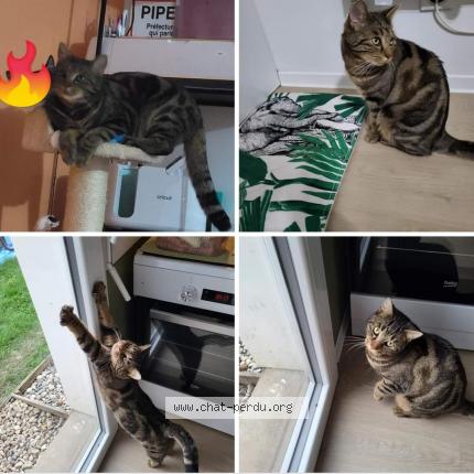 Photo 1/1 Chat retrouvé Perdu à St Vaast D Equiqueville