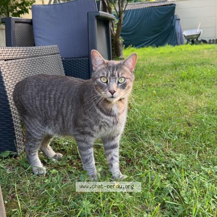 Photo de chat perdu à Viry Chatillon
