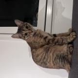 Photo de chat perdu à Versailles