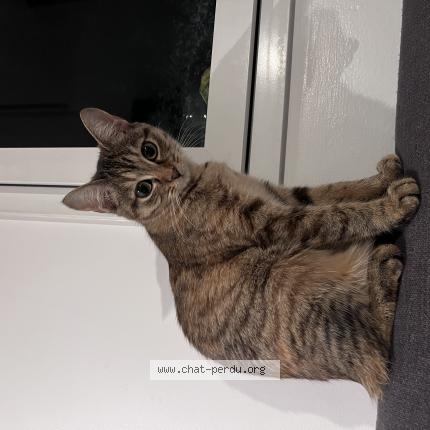 Photo 1/1 Chat retrouvé Perdu à Versailles