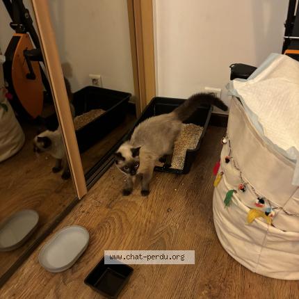Photo de chat trouvé à Nogent Sur Marne