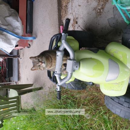 Photo de chat perdu à Luneville
