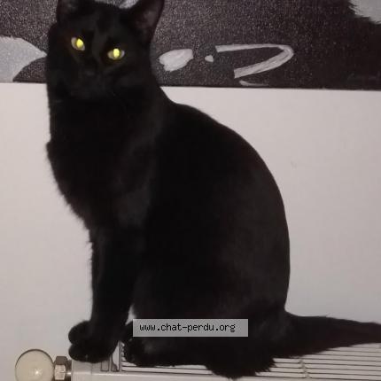 Photo de chat perdu à Cornas