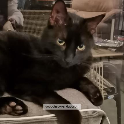 Photo de chat perdu à Bruges