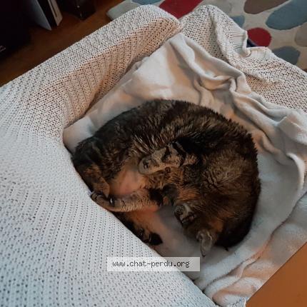 Photo 2/2 Lili Chat perdu à Villebon sur yvette