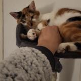 Photo de chat perdu à Evette Salbert