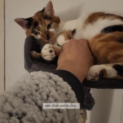 Photo 1/1 Bella Chat perdu à Evette salbert