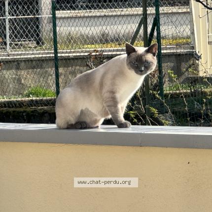 Photo 1/2 Chat retrouvé Perdu à Echenoz La Meline