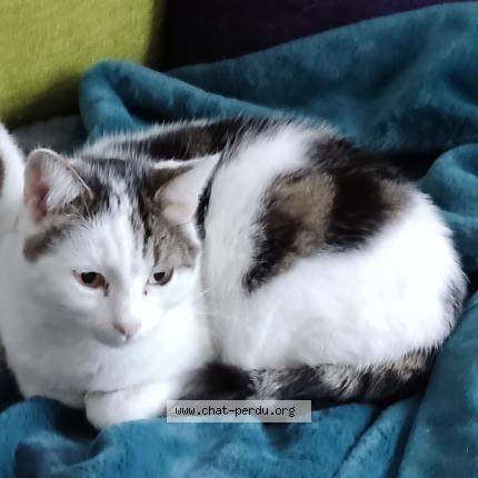 Photo de chat perdu à Moreuil