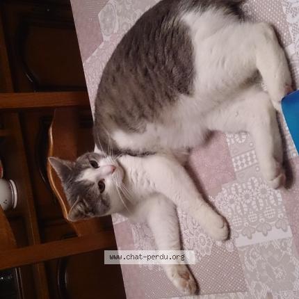 Photo 1/1 Vénus Chat perdu à Aulnoye aymeries