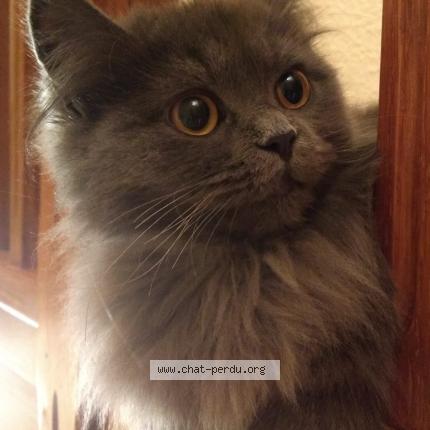 Photo 1/1 Colette Chat perdu à Saumur