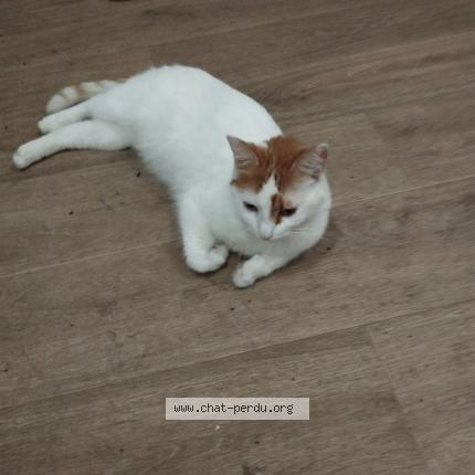 Photo 1/1 Chat retrouvé Perdu à Marseille