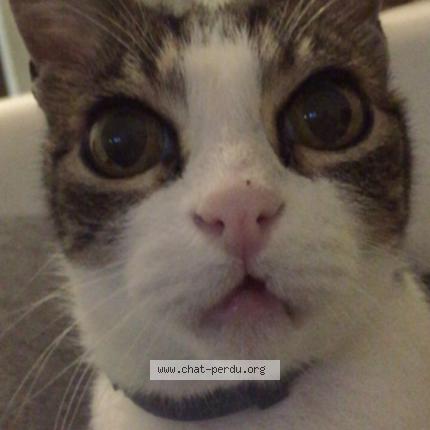 Photo 1/1 Cacahuete Chat perdu à Tourcoing