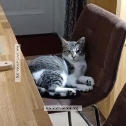 Photo 3/3 November Chat perdu à Cesson sevigne nord