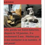 Photo de chat perdu à Saint Saturnin