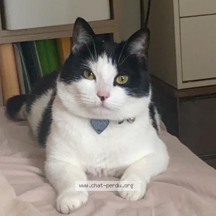 Photo de chat perdu à Arras