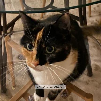 Photo 1/1 Chat retrouvé Perdu à Marmande