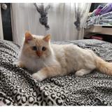 Photo de chat perdu à Brignais