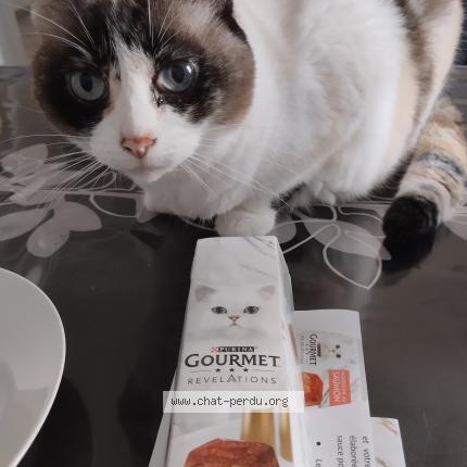 Photo 1/1 Belette Chat perdu à Pfastatt