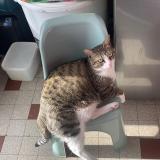 Photo de chat perdu à Saint Maurice L Exil