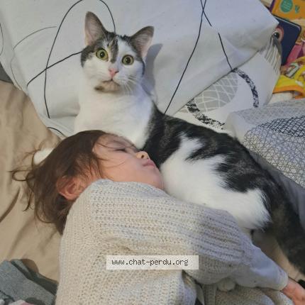 Photo de chat perdu à Deville Les Rouen