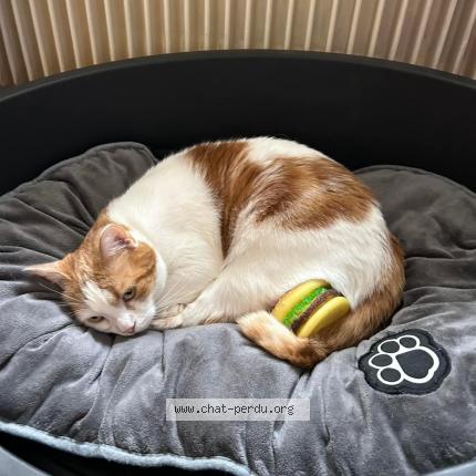 Photo de chat perdu à Limoges