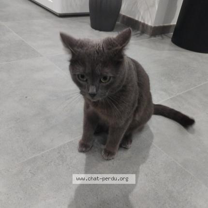 Photo de chat perdu à Rocquancourt