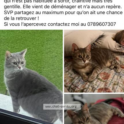 Photo de chat perdu à Nousseviller Saint Nabord