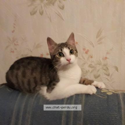 Photo de chat perdu à Douarnenez