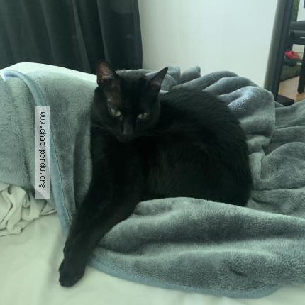 Photo de chat perdu à Toulouse