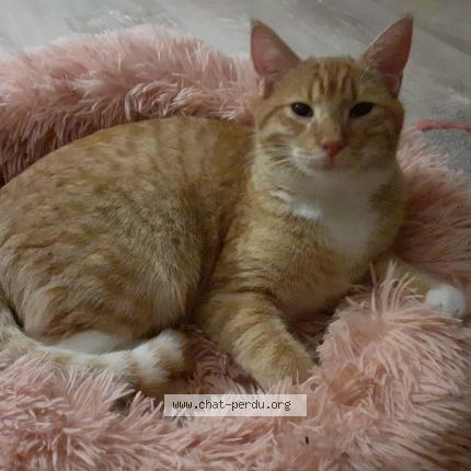 Photo de chat perdu à Saumur