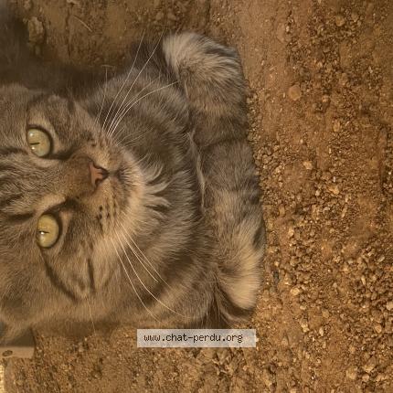Photo 1/1 Chat retrouvé Perdu à Prades