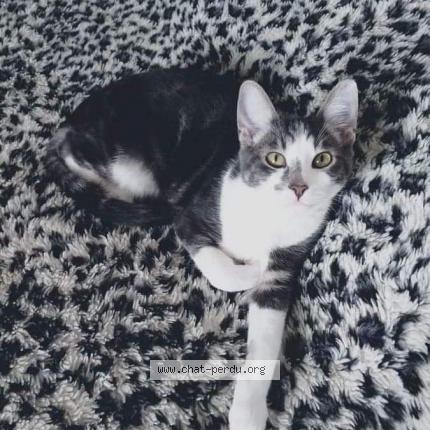 Photo de chat perdu à Courlans
