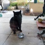 Photo de chat trouvé à Nimes