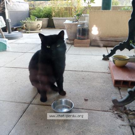 Photo 1/4 Chat trouvé Trouvé à Nimes