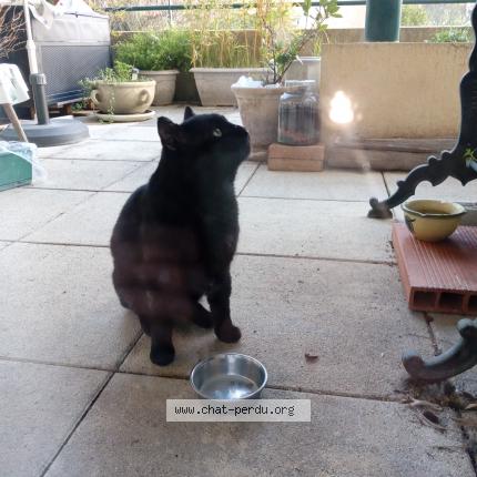 Photo 2/4 Chat trouvé Trouvé à Nimes