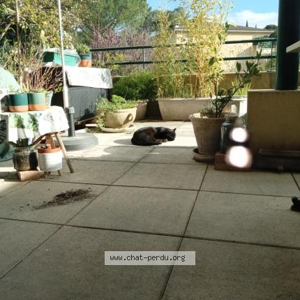 Photo 4/4 Chat trouvé Trouvé à Nimes