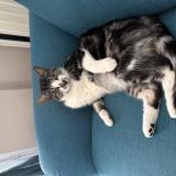 Photo de chat perdu à Le Mans