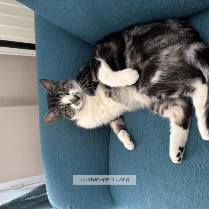 Photo 1/1 Chat retrouvé Perdu à Le mans