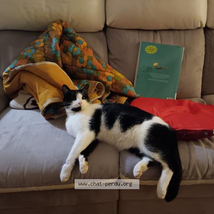 Photo 1/1 Chat retrouvé Perdu à Susville