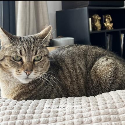 Photo 1/1 Chat retrouvé Perdu à Perpignan