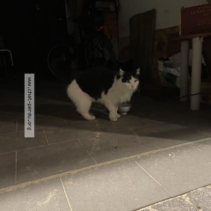 Photo de chat trouvé à Bruges