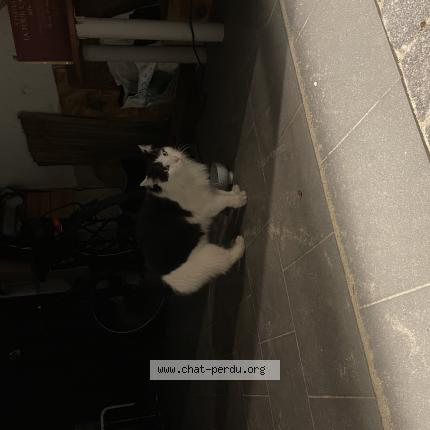 Photo 2/2 Chat retrouvé Trouvé à Bruges