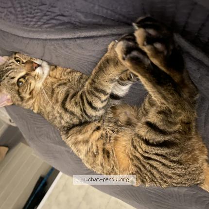 Photo de chat perdu à Villemur Sur Tarn
