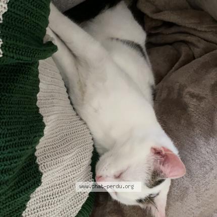 Photo 1/1 Chat retrouvé Perdu à Tours