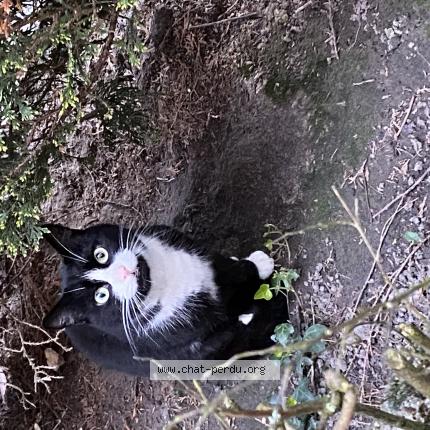 Photo 1/1 Chat retrouvé Trouvé à Dunkerque