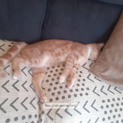 Photo 1/1 Brou Chat perdu à Saint Macaire Du Bois